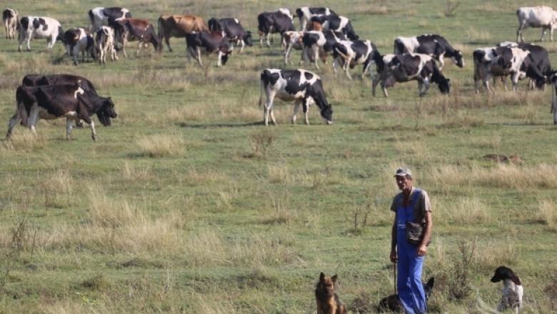 Мечка разкъса две телета в Родопите