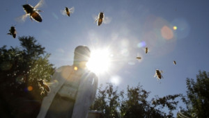 Румънските пчелари ще получат 4 млн. леи компенсации заради дъждовете - Agri.bg