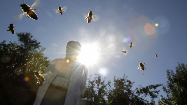 Румънските пчелари ще получат 4 млн. леи компенсации заради дъждовете