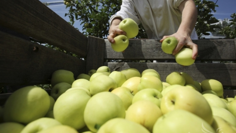Фермери продават ябълки реколта 2014 за 70 ст./кг във Великотърновско