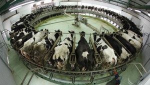 Брюксел глоби осем държави за свръхпроизводство на краве мляко - Agri.bg