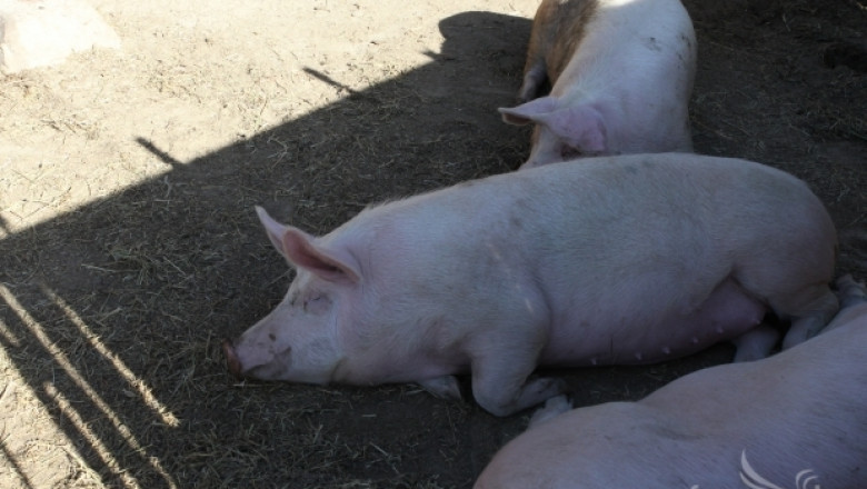 Свиневъдите получават по-малко субсидии тази година