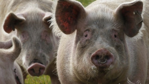 Очаква се пазарът да бъде залят от вносно свинско месо