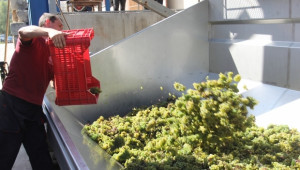 Виното тази година с  60 000 тона по-малко - Agri.bg