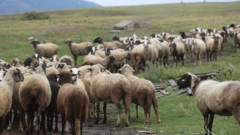 Ще допусне ли държавата да хлопне мандалото за овцевъдството у нас?