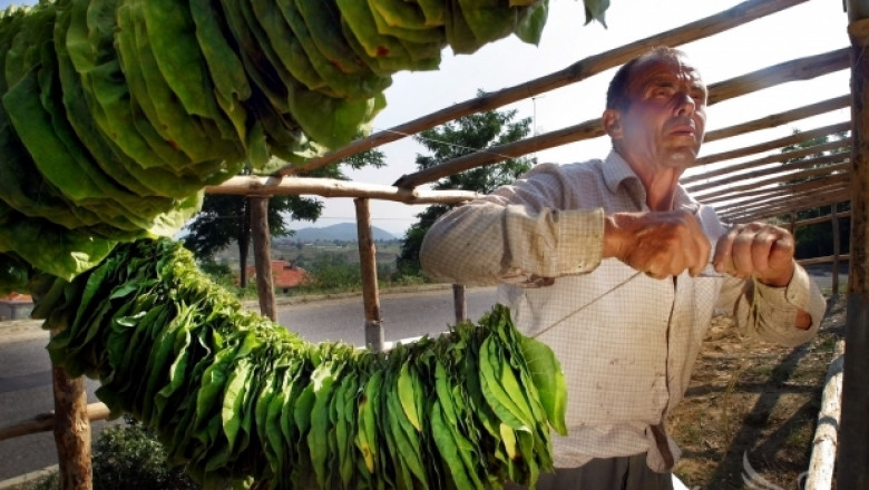 Булгартабак ще изкупува тютюн Басми - реколта 2014 от 20 октомври