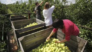 В ход е кампанията по прибиране на ябълки в Кюстендилско - Agri.bg