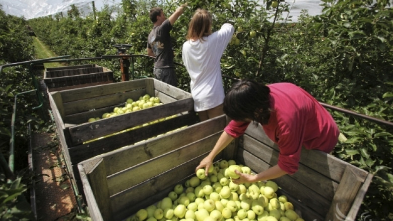 В ход е кампанията по прибиране на ябълки в Кюстендилско