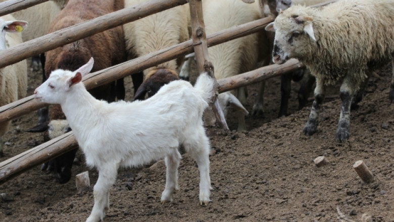 Син език покосява овце, кози и говеда вече в 27 от 28-те области на България