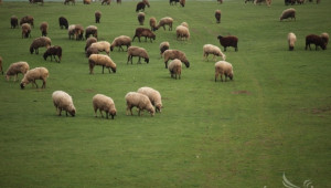 Днес е крайният срок за прием на документи по de minimis за овце