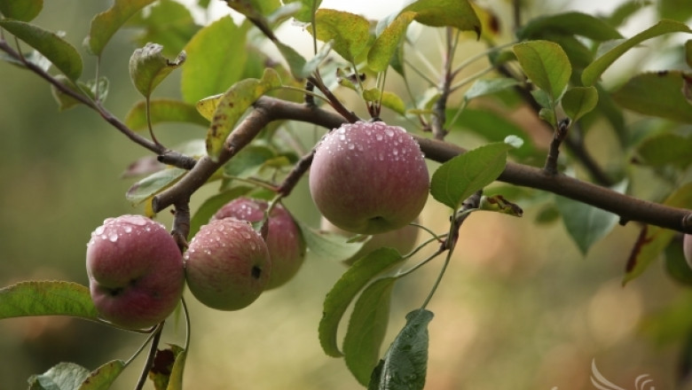 Преработватели плащат скандално ниските между 9 и 20 ст./кг ябълки