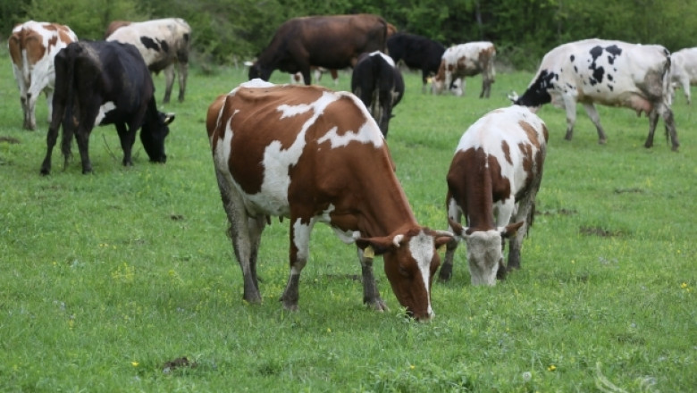 Млечен пазар 2014: Между 50 и 70 ст./л. е цената на млякото в България