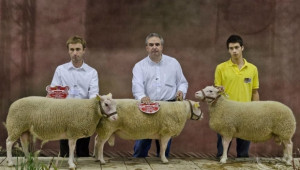 Двама българи ще участват в Олимпиада по овцевъдство във Франция - Agri.bg