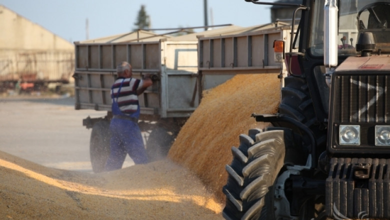 Зърнена реколта 2014: 150 кг/дка повече фуражно зърно отчитат в Добричко