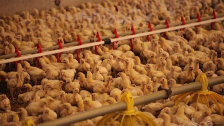 Цената на замразените пилета бележи спад