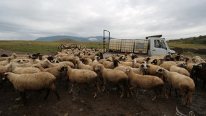 Най-малко 150 овце умряха от Син език във ферма край Сливен (ВИДЕО) - Agri.bg