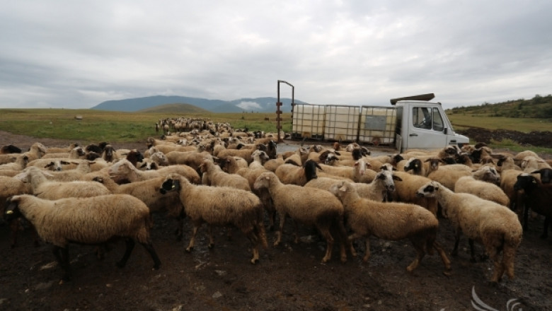 Най-малко 150 овце умряха от Син език във ферма край Сливен (ВИДЕО)