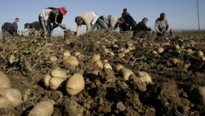 Пет пъти по-слаба ще е реколтата от картофи през 2014-та - Agri.bg