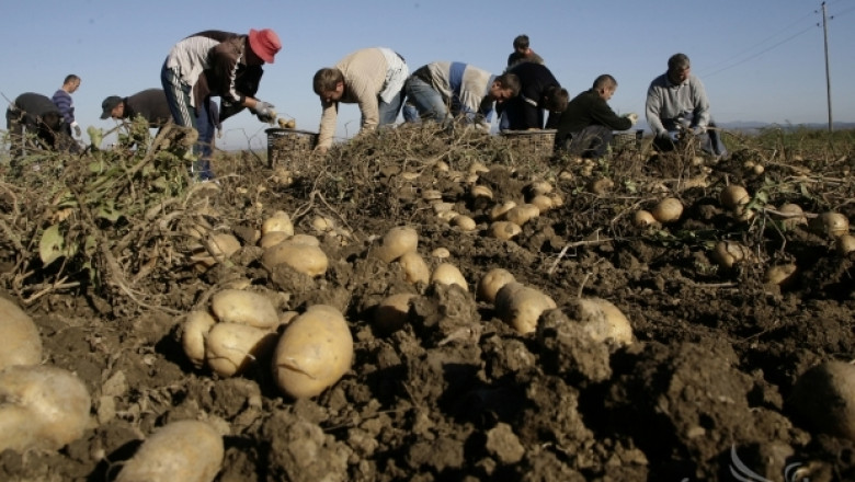 Пет пъти по-слаба ще е реколтата от картофи през 2014-та