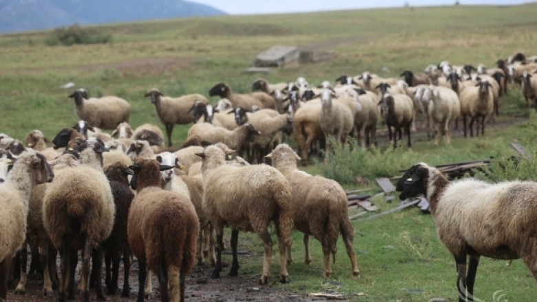 Син език 2014: 20 000 умрели, 100 000 заразени овце! (ВИДЕО)