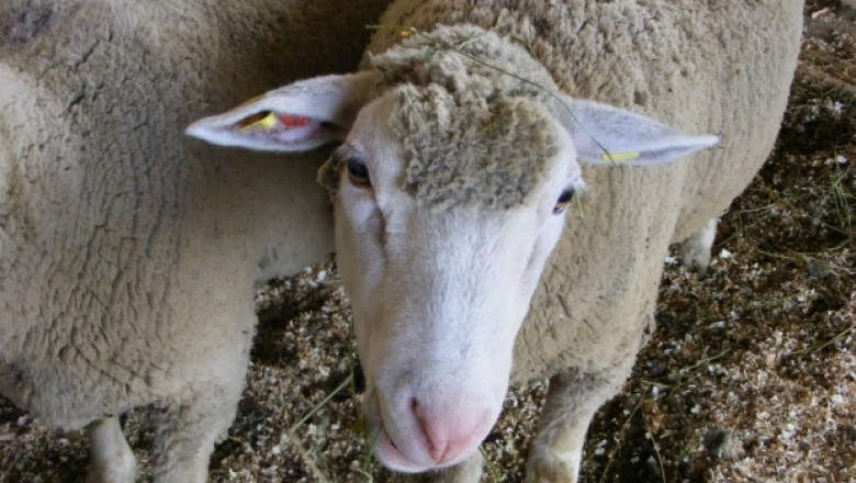ДФЗ започва прием на заявления по схемата De minimis за овце-майки