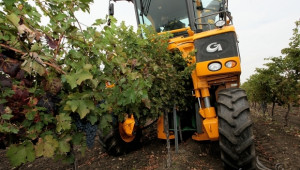 Гроздобер 2014: До 1,20 лв./кг достига цената на винените сортове грозде  - Agri.bg