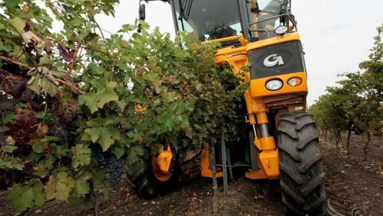 Гроздобер 2014: До 1,20 лв./кг достига цената на винените сортове грозде 