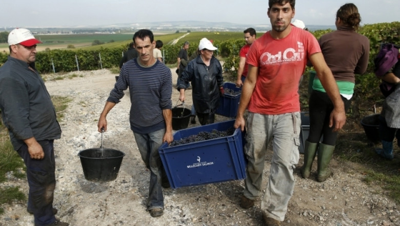 Масова експлоатация на българи берачи на грозде в Италия