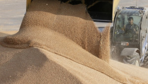 Износът на зърно бележи спад и се очаква да е около 1,7 млн.тона - Agri.bg