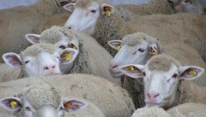 Днес УС на ДФЗ трябва да реши за допълнителен de minimis за овце - Agri.bg