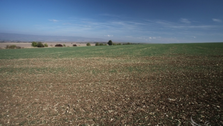 Суша унищожава посевите с рапица в Добруджа