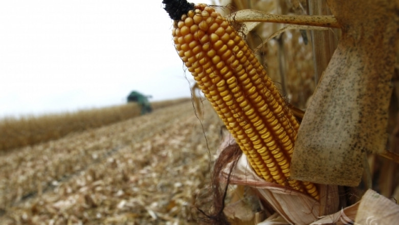 Зърнен пазар 2014: ЕС очаква рекорден добив от царевица