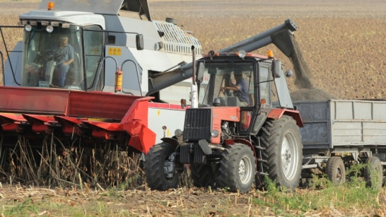 263 кг/дка е средният добив от слънчоглед в област Разград