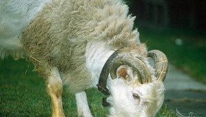 Хибрид между коза и овца откриха в Германия - Agri.bg