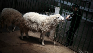 Документи за de minimis за овце ще се приемат от 23-ти септември - Agri.bg