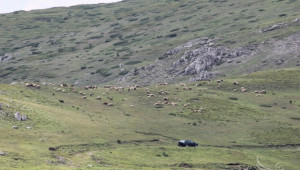 Редки породи овце умират от Син език в Смолянско  - Agri.bg