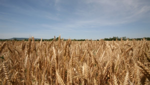 270-280 лв/тон е цената на пшеницата в Северозападна България - Agri.bg