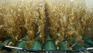 Зърнен пазар 2014: Франция очаква високи добиви на царевица - Agri.bg