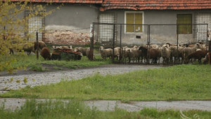 Как фермерите да третират оборите и животните срещу Син език (съвети на БАБХ) - Agri.bg