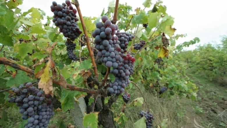 Лозари искат диференцирано подпомагане за производство на грозде