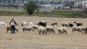 6500 достигна броят на умрелите овце от Син език - Agri.bg