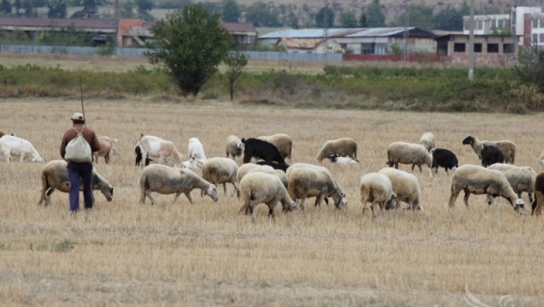 6500 достигна броят на умрелите овце от Син език