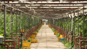 Извънредните мерки за подпомагане на сектор Плодове и зеленчуци влизат в сила - Agri.bg
