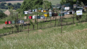 Пчелари отчитат наполовина по-ниски добиви от мед тази година  - Agri.bg