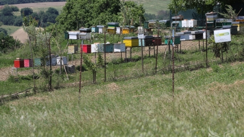 Пчелари отчитат наполовина по-ниски добиви от мед тази година 