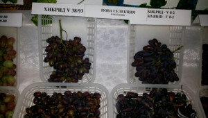 Три нови сорта грозде представи Институтът по лозарство  - Agri.bg