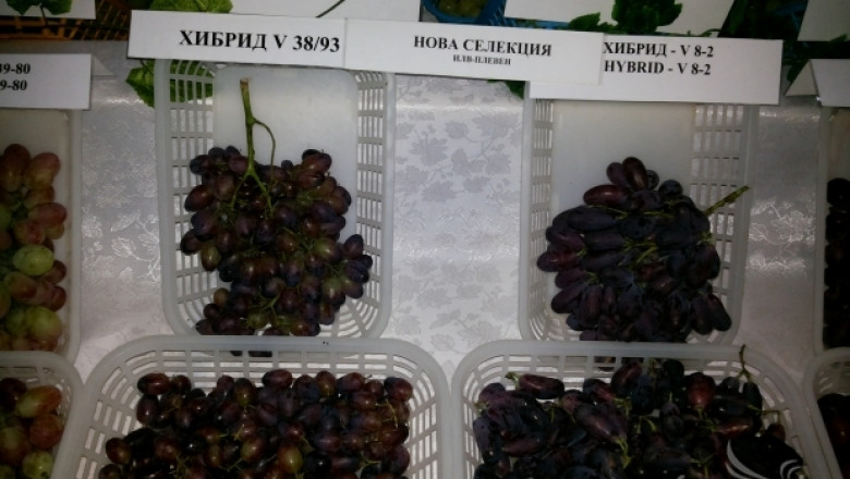 Три нови сорта грозде представи Институтът по лозарство 