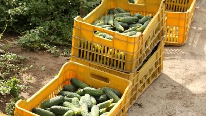 Приключва приемът за подпомагане застраховането на плодове и зеленчуци
