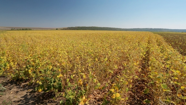 Милена Горанова: Изискването за угар в новата ОСП, рискува плодородието на земите ни  (ВИДЕО)
