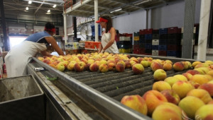 Коста Петров: Пазарите за български плодове са блокирани - Agri.bg